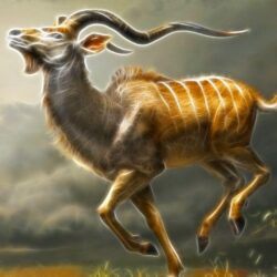 Male Greater Kudu Wallpapers
