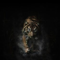 Angry Tiger Wallpapers