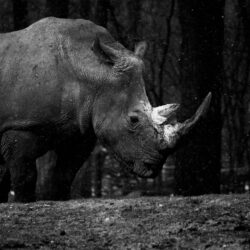 Rhino At The Royal Burgers Zoo UHD 4K Wallpapers