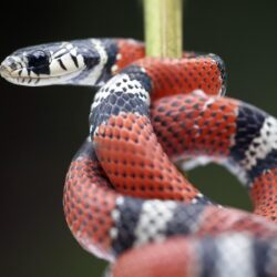 snake kingsnake reptile Wallpapers HD / Desktop and Mobile