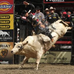 Bull riding bullrider rodeo western cowboy extreme cow