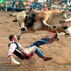 Bull Riding Wallpapers Download Free