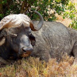 African Buffalo Wallpapers 19