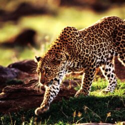 Wallpapers For > Iphone 5 Wallpapers Cheetah