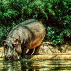 Hippopotamus HD Wallpapers