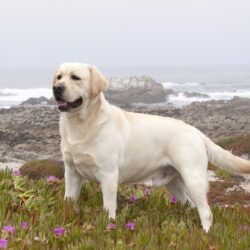 Yellow Labrador Retriever Wallpapers Image & Pictures