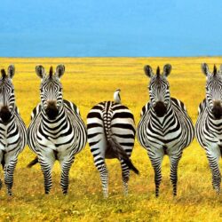 Zebra Desktop Wallpapers