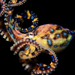 Octopus HD Wallpapers 1080p