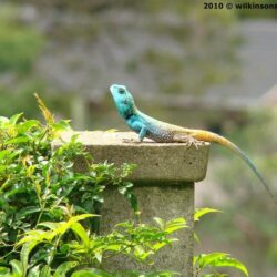 Namibian rock agama