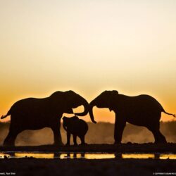 Elephant Trio, Namibia