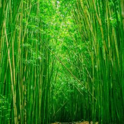 Bamboo Wallpapers Iphone 5