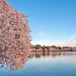Washington DC Cherry Blossom HD desktop wallpapers : Widescreen