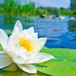 Water Lotus Flower HD Desktop Wallpapers Free
