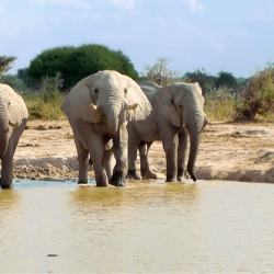 Elephant entering waterhole on a sunny day. Nxai Pan National Park