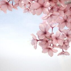 sakura flower HD wallpapers android