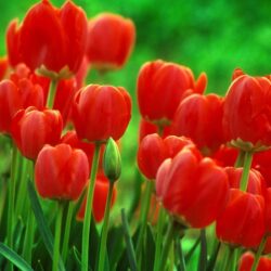 Wallpapers For > Single Red Tulip Wallpapers