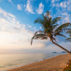 Download Beach, Horizon, Ocean, Palm Tree Wallpapers