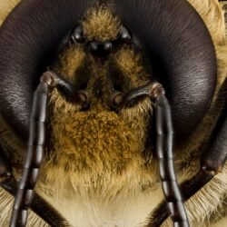 Wallpapers Bee, wasps, bumblebee, macro, insect, eyes, wings