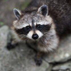 raccoons, Wildlife, Animals Wallpapers HD / Desktop and Mobile