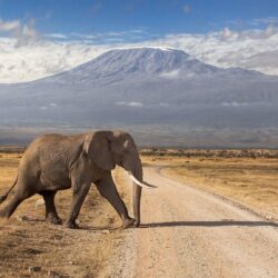 kenya mountain volcano extinct road elephant HD wallpapers