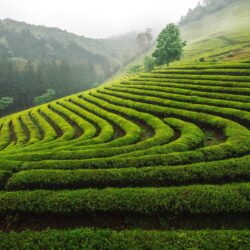 Noealz PhotoBoseong Tea Plantation