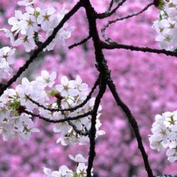 Sakura flower wallpapers hd with blossom tree