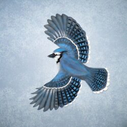 Free Cool Wallpapers: blue jay wallpapers