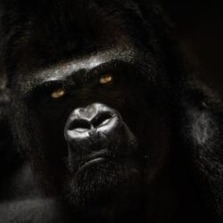 Gorilla Wallpapers 18