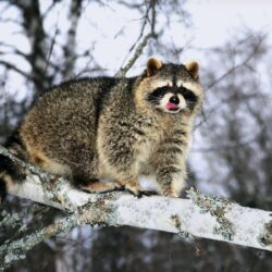 Raccoon on a tree wallpapers and image