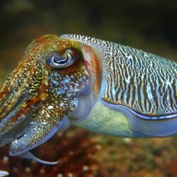 Animals Cuttlefish – 100% Quality HD Wallpapers