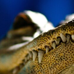 Alligator Eyes Wallpapers X Resolution Wallpapers Download Animals