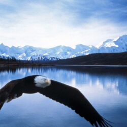 bald eagle in flight denali national park alaska wallpapers of high