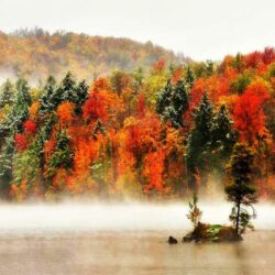 Forests: Snow Fog Fall Vermont River Trees Storm Forest HD Live