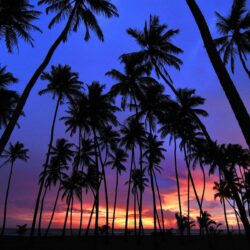 Free Palm Tree Wallpapers