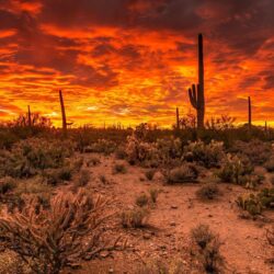 Sunsets: National Sunset Tucson Saguaro Arizona Plants Desert Usa