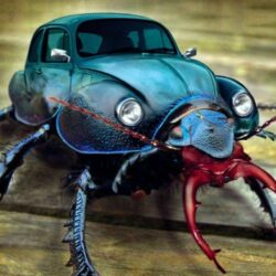 Beetle Bug Wallpapers