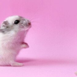 Hamster Wallpapers, FN21 HDQ Cover Wallpapers For Desktop And Mobile