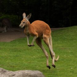 Kangaroo Pictures, High Quality Kangaroo Backgrounds and Wallpapers