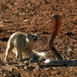 Mongoose Vs. Cobra