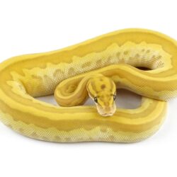 Banana Leopard Lesser Pastel – Markus Jayne Ball Pythons