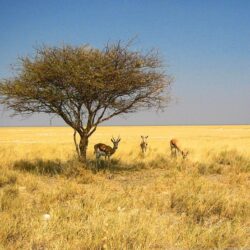 Namibia Wallpapers: Desert, Dunes, Zebra, Etosha National Park