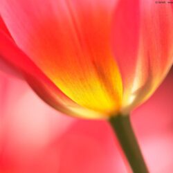 Red tulip wallpapers