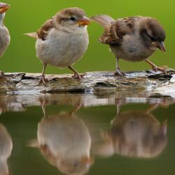 Cute Sparrows Drinking Water