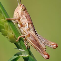 Grasshopper wallpapers, Animal, HQ Grasshopper pictures