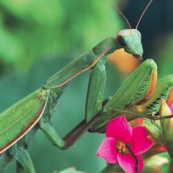 Praying Mantis Wallpapers and Backgrounds