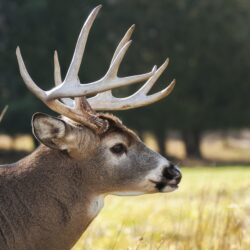 Deer Pics Com : Free Whitetail Deer Wallpapers – SuperCar Wallpapers