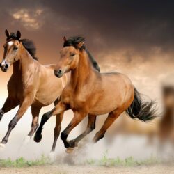 Running Horse HD Wallpapers Download