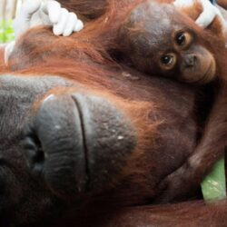 Baby Orangutan Wallpapers