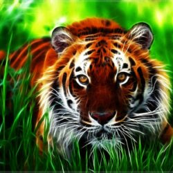 3D Tiger HD Wallpapers