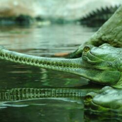 Indian Gharial at Prague, 24/05/10